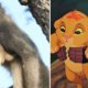 &#8220;Como no filme&#8230;&#8221;: Babuíno &#8220;adopta&#8221; leão bebé e protege-o em cima de uma árvore