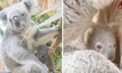 Video: Coala bebé nasceu no Jardim Zoológico  de Lisboa. Veja o video&#8230;