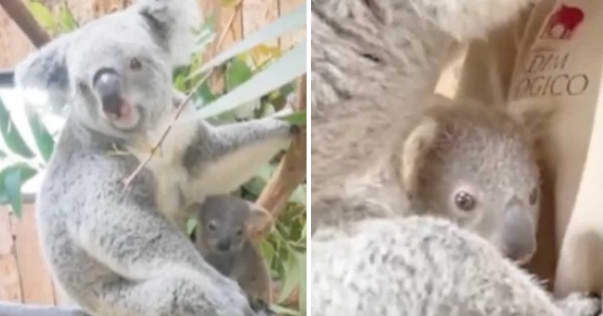 Video: Coala bebé nasceu no Jardim Zoológico  de Lisboa. Veja o video&#8230;