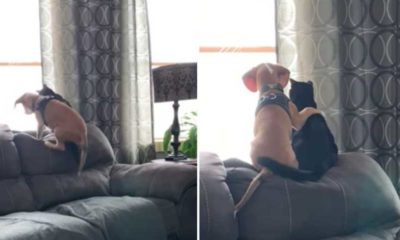 Video: Cãozinho beagle &#8220;abraça&#8221; gato enquanto observam os pássaros no jardim