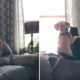 Video: Cãozinho beagle &#8220;abraça&#8221; gato enquanto observam os pássaros no jardim