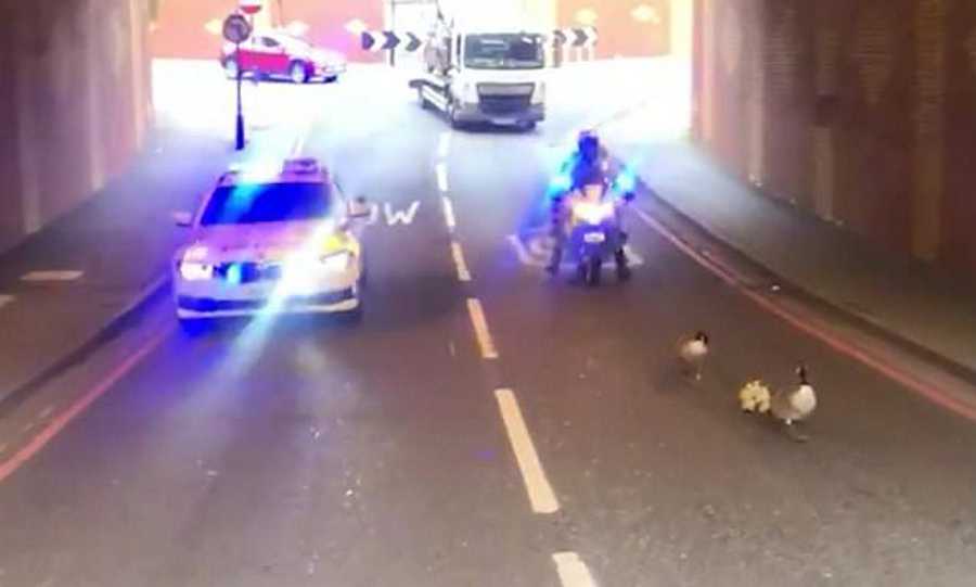 Video: Polícia faz &#8220;escolta&#8221; a família de gansos em estrada principal