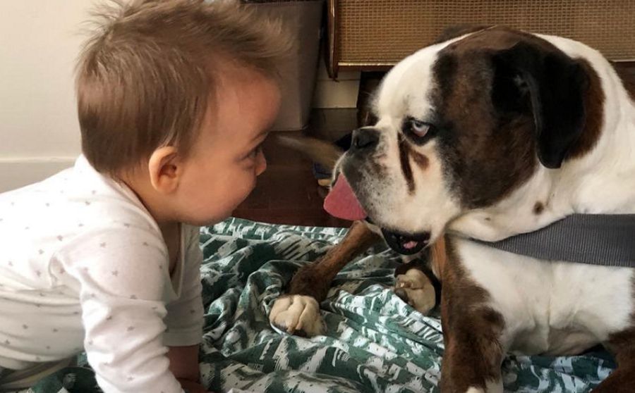 Foto do filho de Jessica Athayde com o cão está a encantar as redes sociais: &#8220;Que ternura&#8230;&#8221;