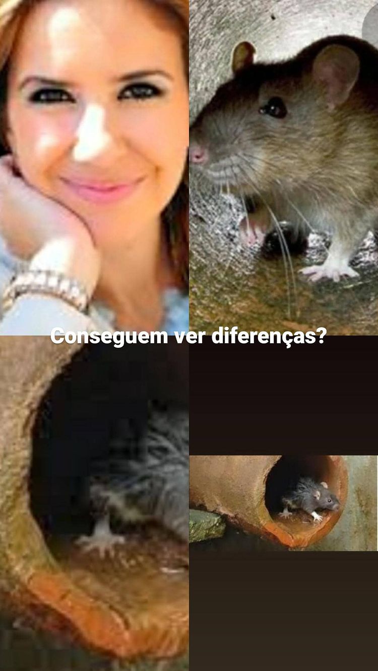 Instagram de Teresa compara &#8216;Pipoca Mais Doce&#8217; a um rato de esgoto: &#8220;Conseguem ver diferenças?&#8221;