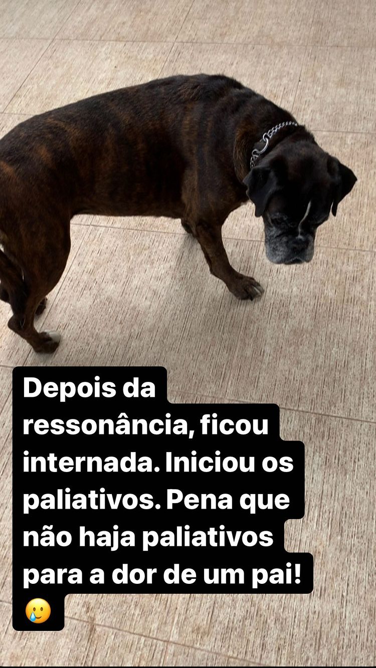 José Carlos Malato mostra-se preocupado com o estado de saúde da cadela: &#8220;A dor de um pai&#8230;&#8221;