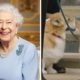 Vídeo. Cães da rainha Isabel II aguardam chegada do caixão em Windsor