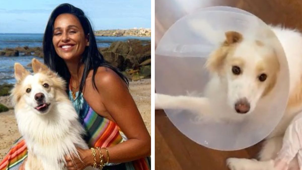 Rita Pereira atualiza estado de saúde do &#8216;cãopanheiro&#8217; após operação: &#8220;2 meses de recuperação&#8230;&#8221;