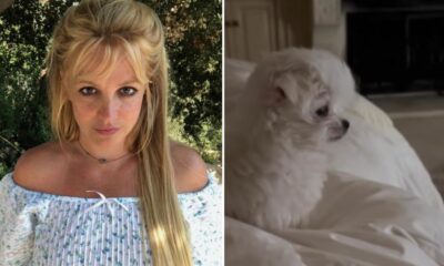 Após separação, Britney Spears apresenta novo membro da família