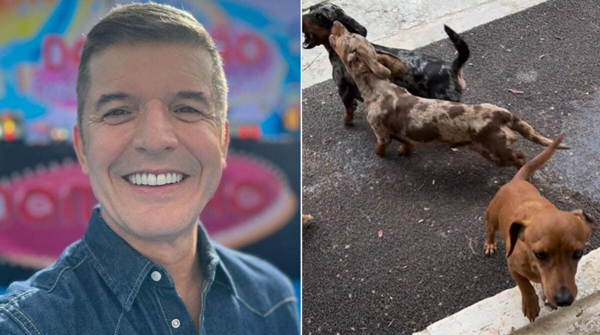 João Baião encanta fãs com vídeo dos seus cães: “Sábado de brincadeira…”